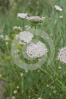 European wild carrot Daucus carota subsp. sativus, umbels with white flowers